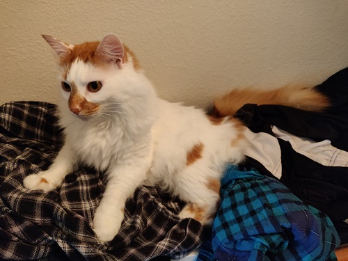 cat (1).jpg