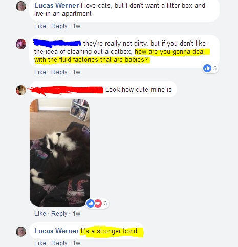 Cat 2.jpg