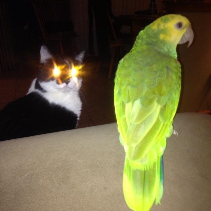 cat charging eyebeams.png