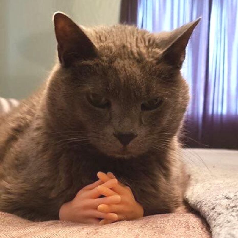 Cat-Hands.jpg