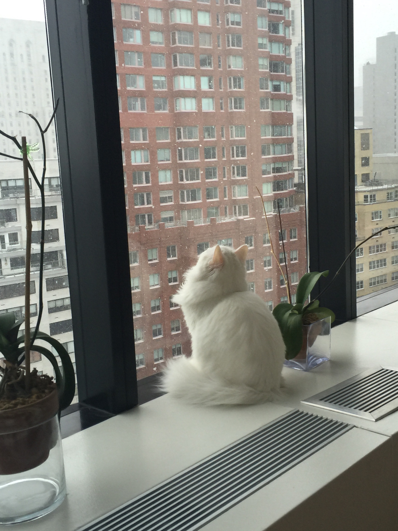 CAT.jpeg
