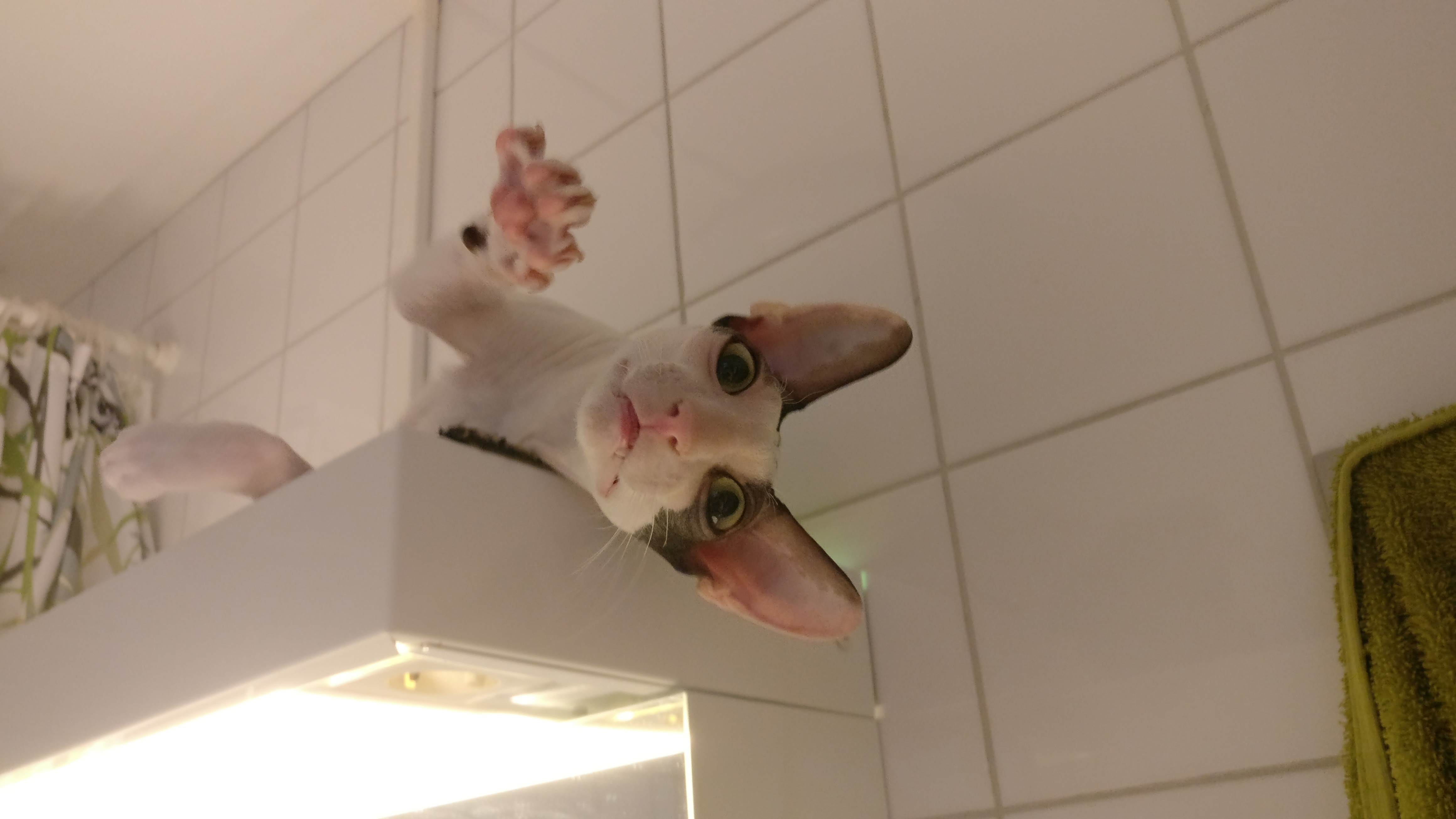 cat.jpg