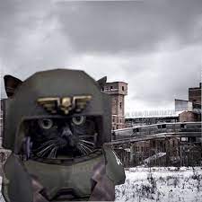 cat.jpg