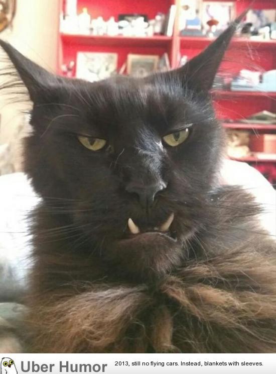 cat.jpg