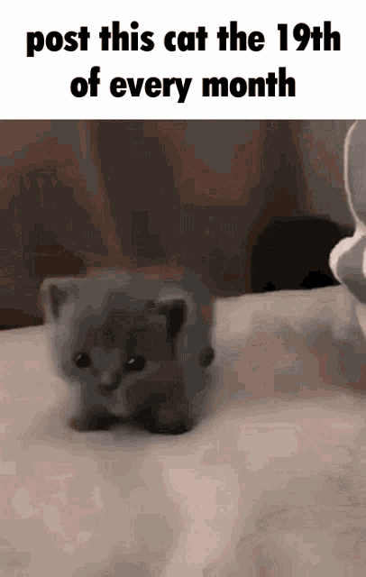 cat-kitty.gif