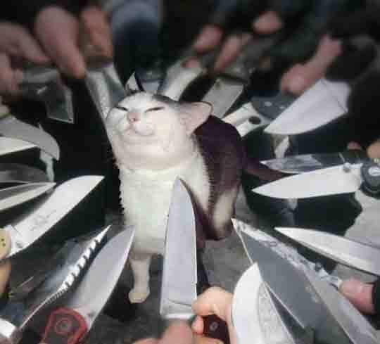 cat knife.jpg
