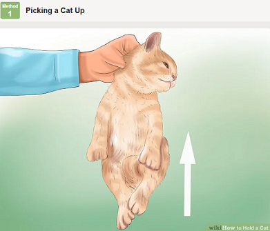 cat.png
