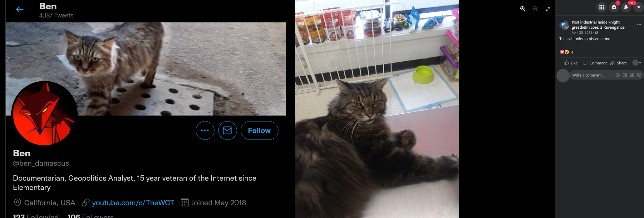 cat.png