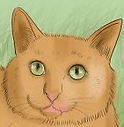 cat.PNG
