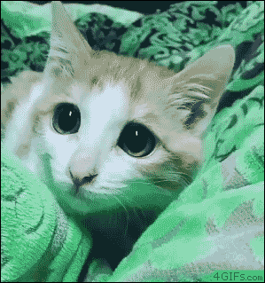 Cat-pupils-dilate-pounce.gif