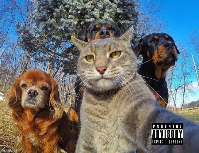 cat rapper.jpg