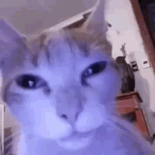 cat-stare.gif