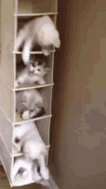 cat tower.gif