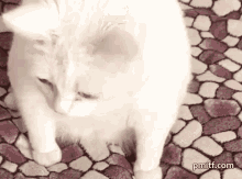 cat vomit.gif