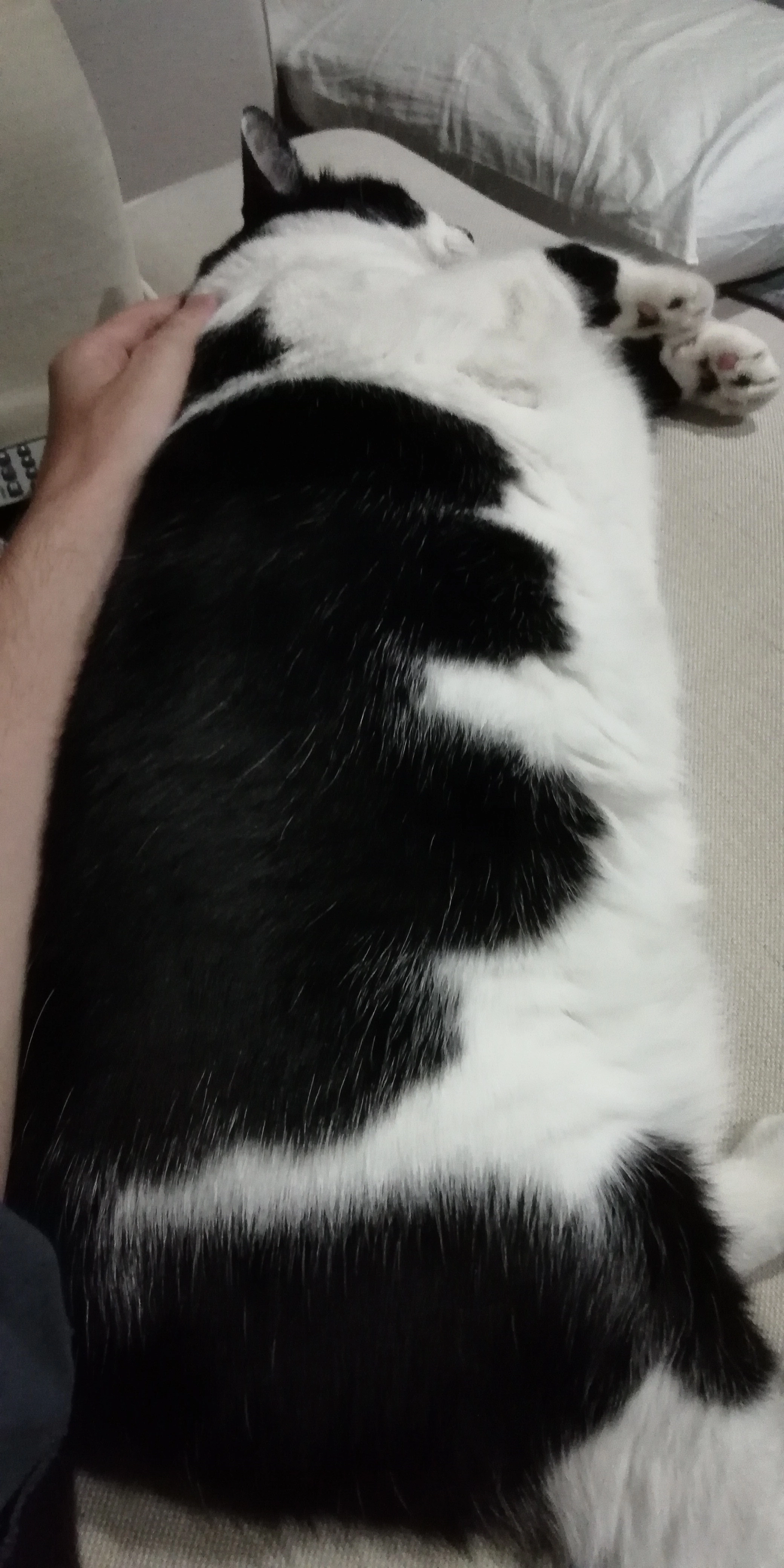 (((Cat))).webp