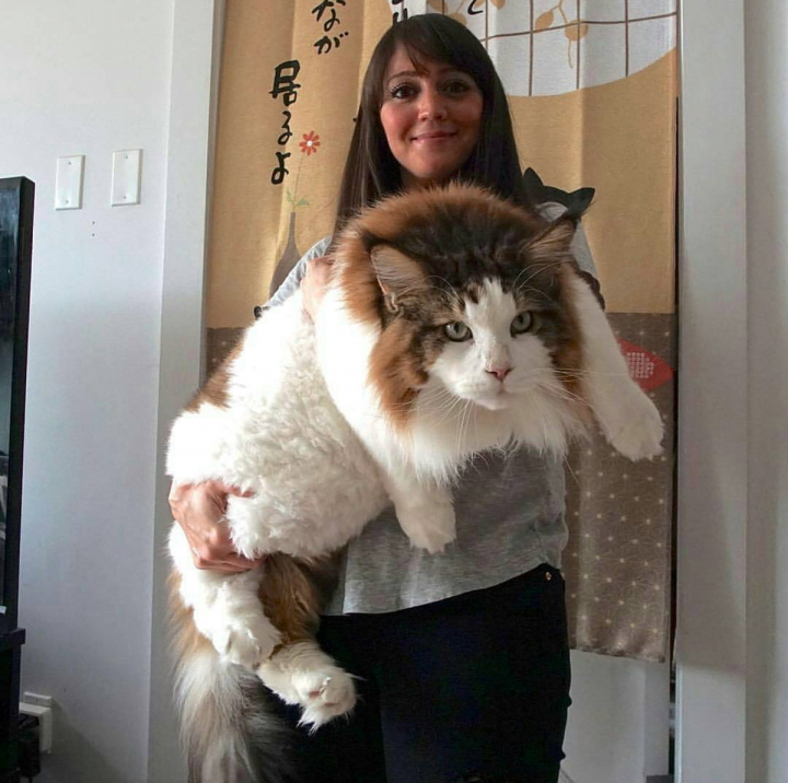 cat11.jpg