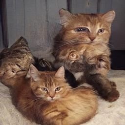 cat1753.jpg