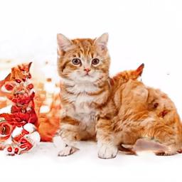 cat1864.jpg