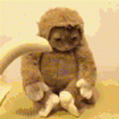 cat2.gif