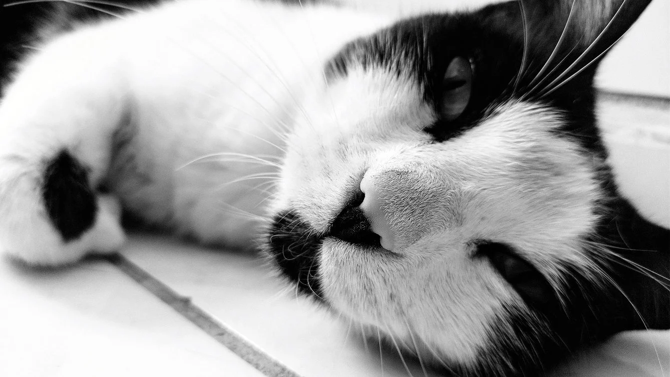 cat2.webp
