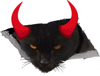 cat2.webp