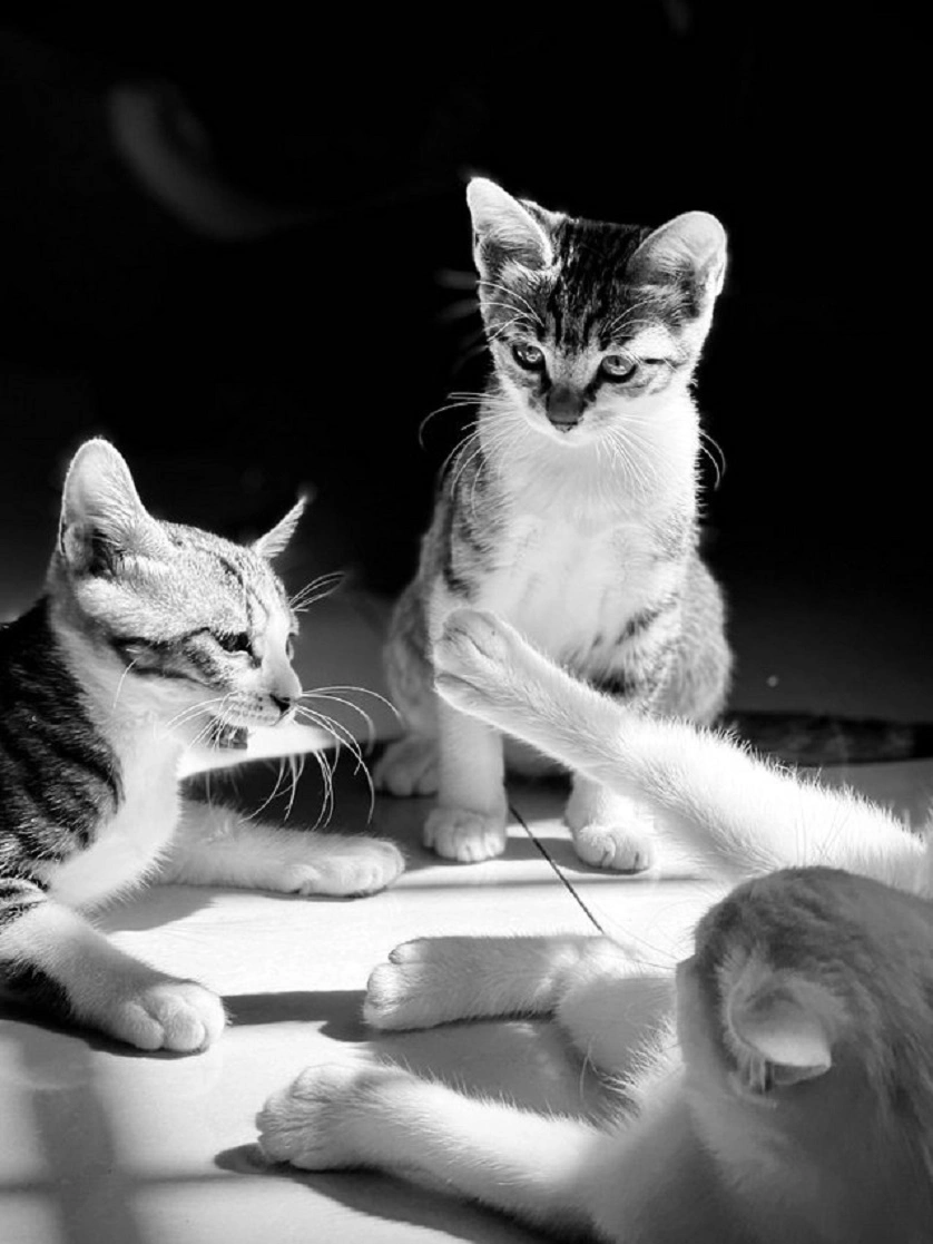 cat4.webp