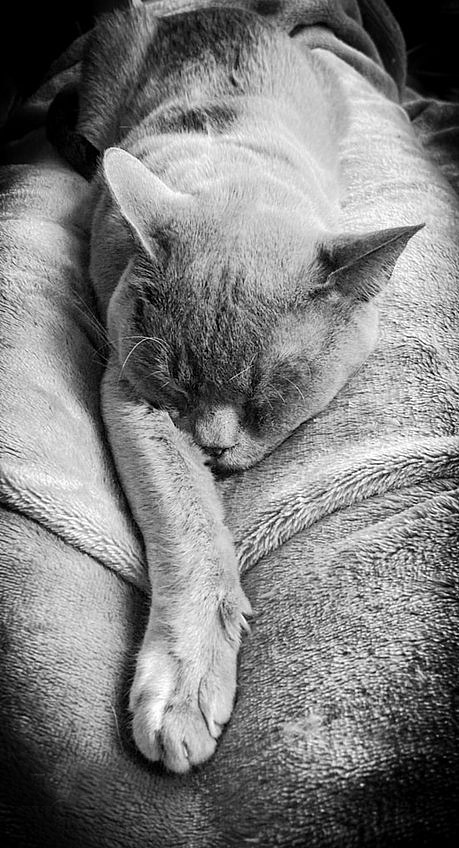 cat8.jpg
