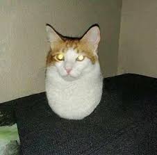 cat_1.jpg