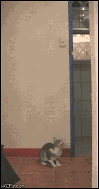 Cat_catches_bat.gif