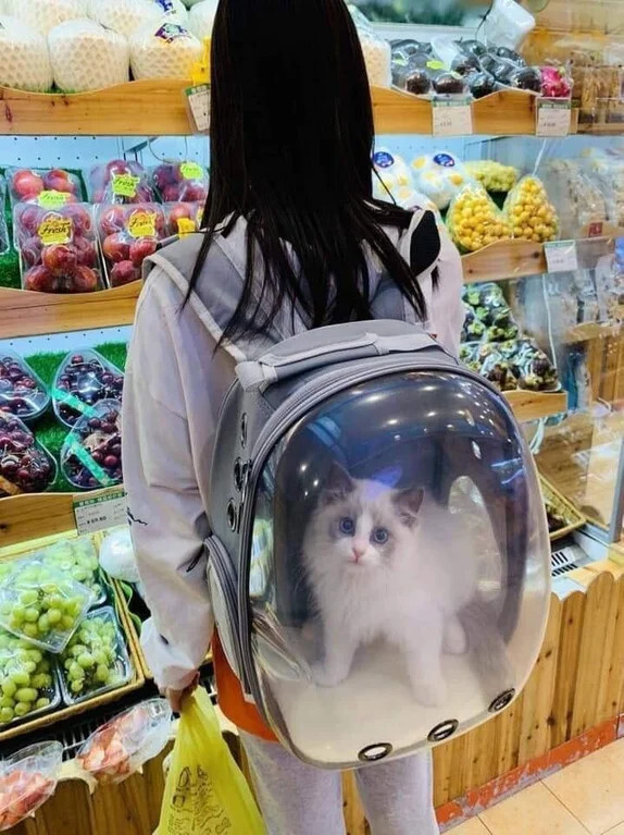 catbubble.jpg