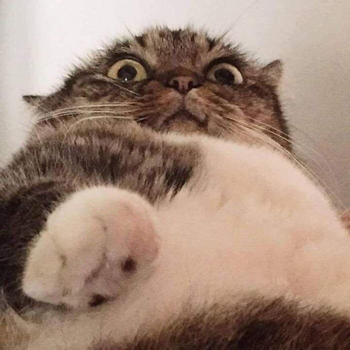 catdown.jpg