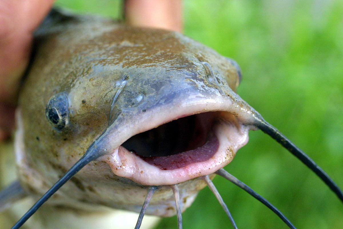 catfish.jpg