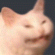 catnado.gif