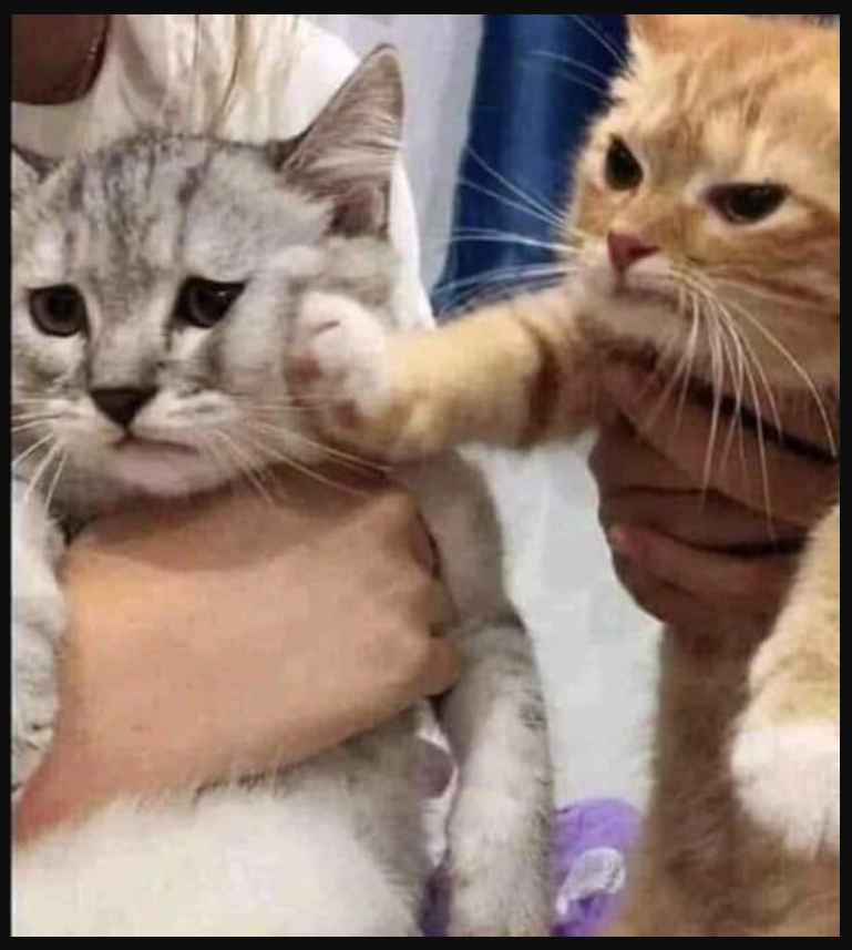 catpunch.png