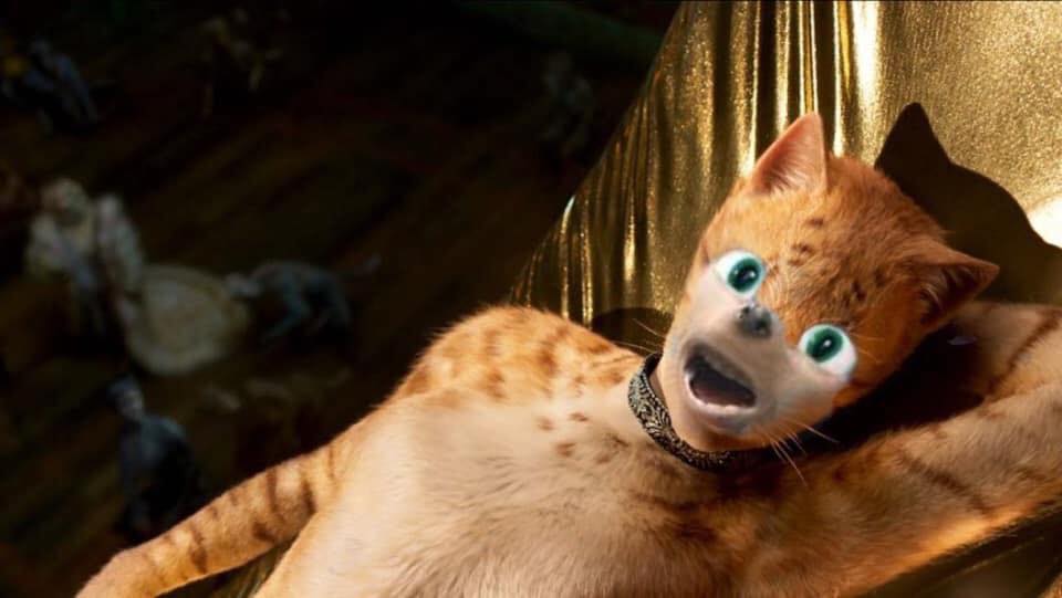 cats.jpg