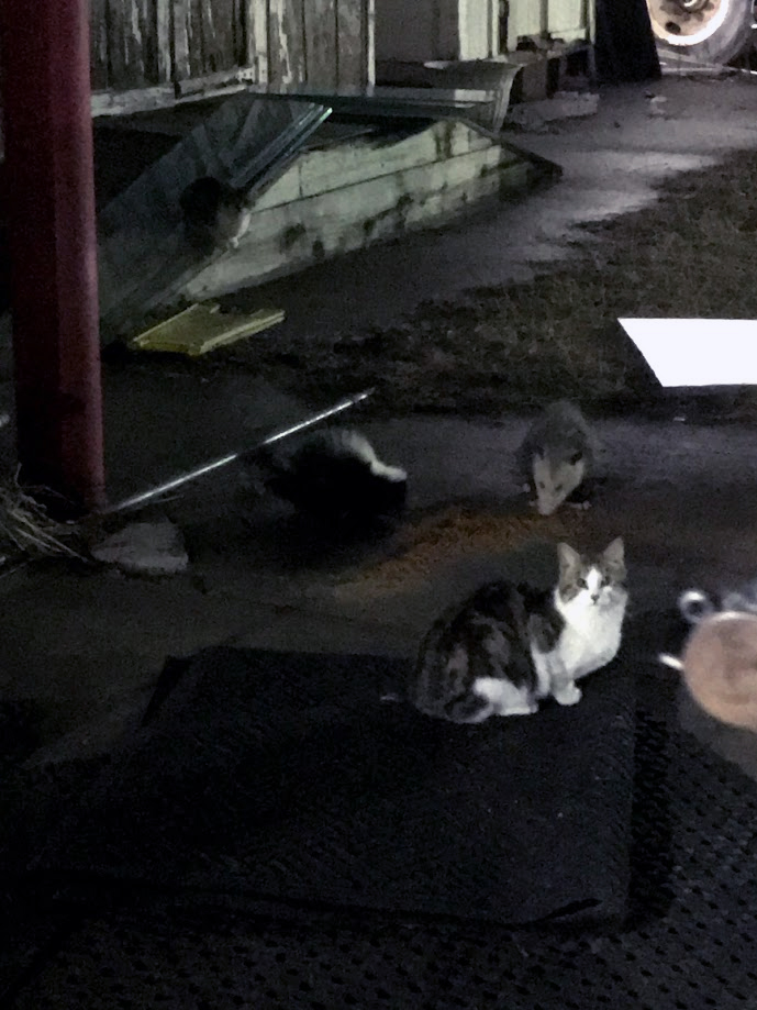 cats.jpg