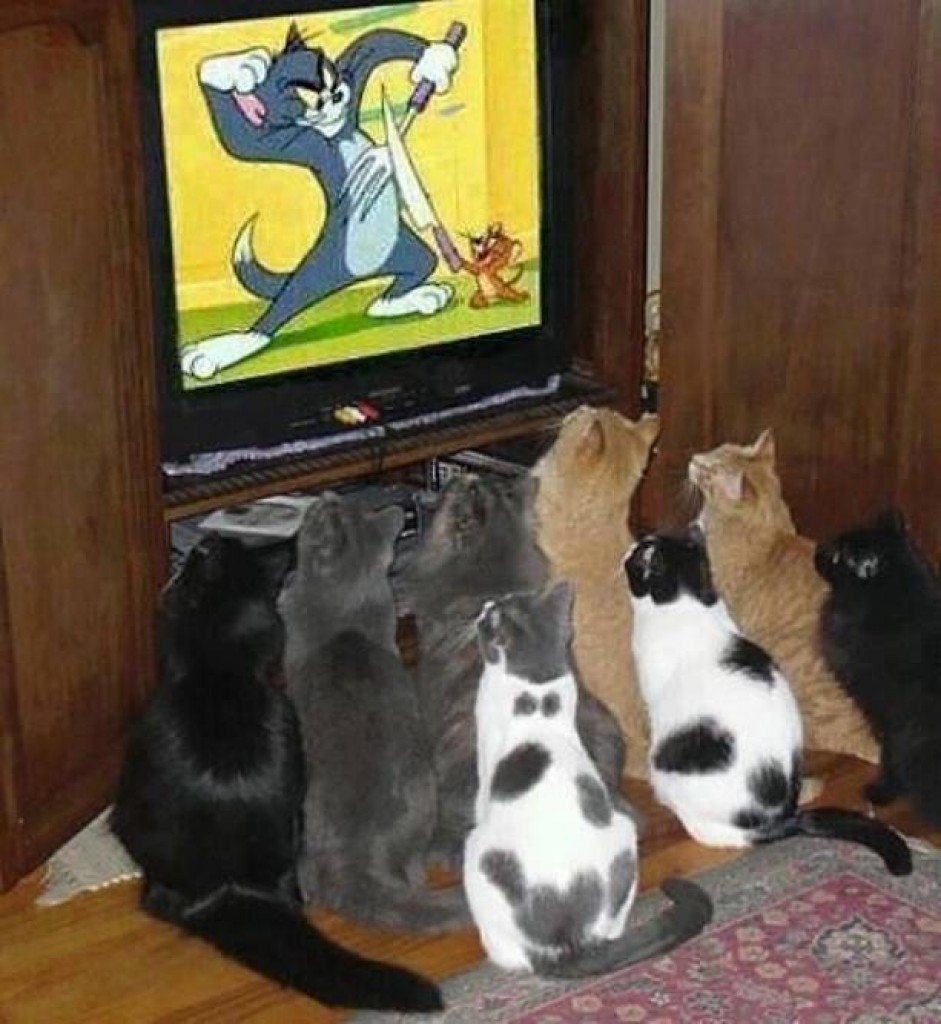 cats.jpg