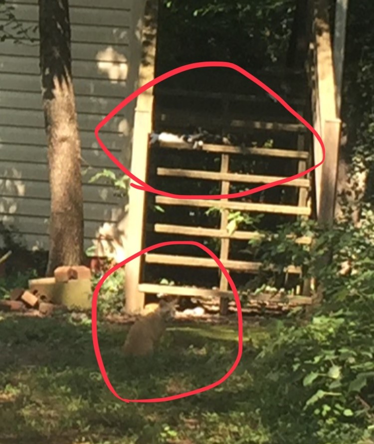 CAts.jpg