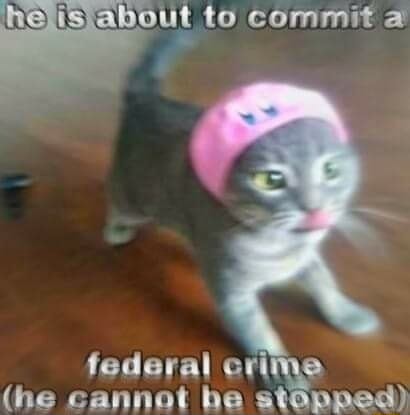 catto.jpg