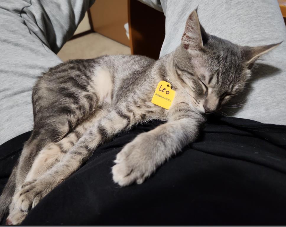 catto.JPG