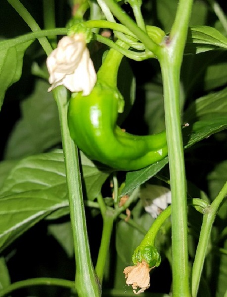 Cayenne.jpg