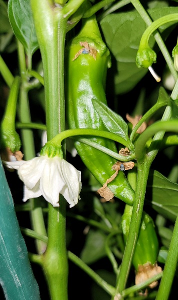 Cayenne2.jpg