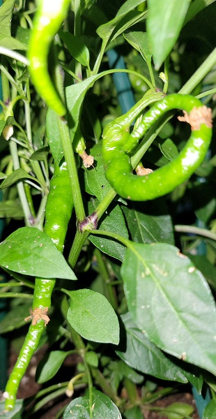 Cayenne3.jpg