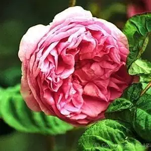 centifolia.webp