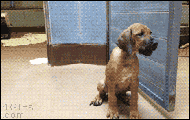 cheetah bat.gif
