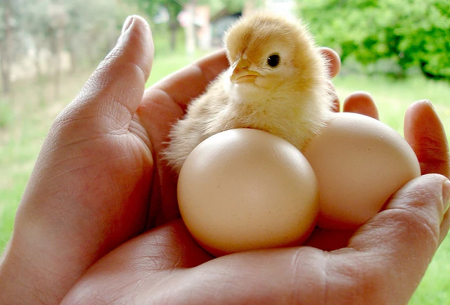 chick.webp