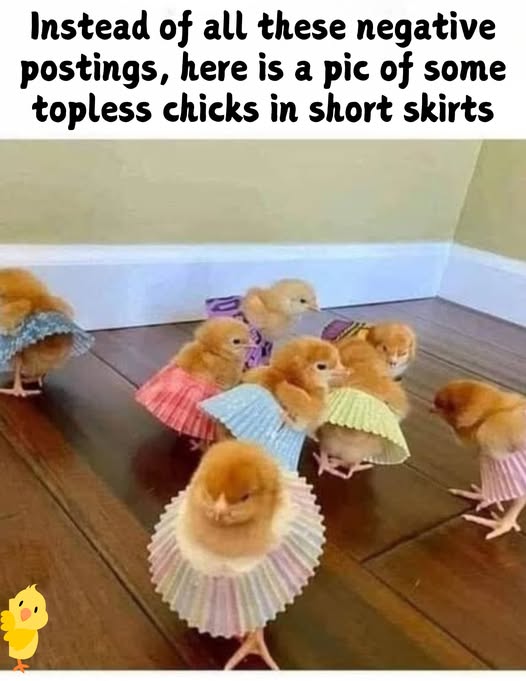 chicks.jpg