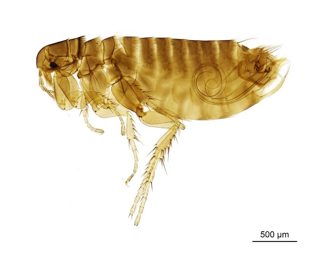 chigoe flea.jpg