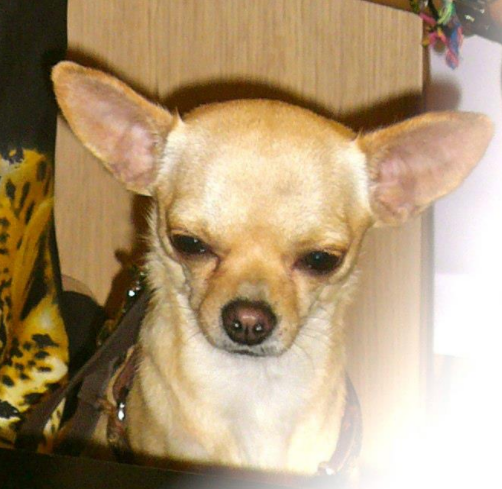 chiwawa.png