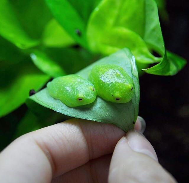 chomb.jpg